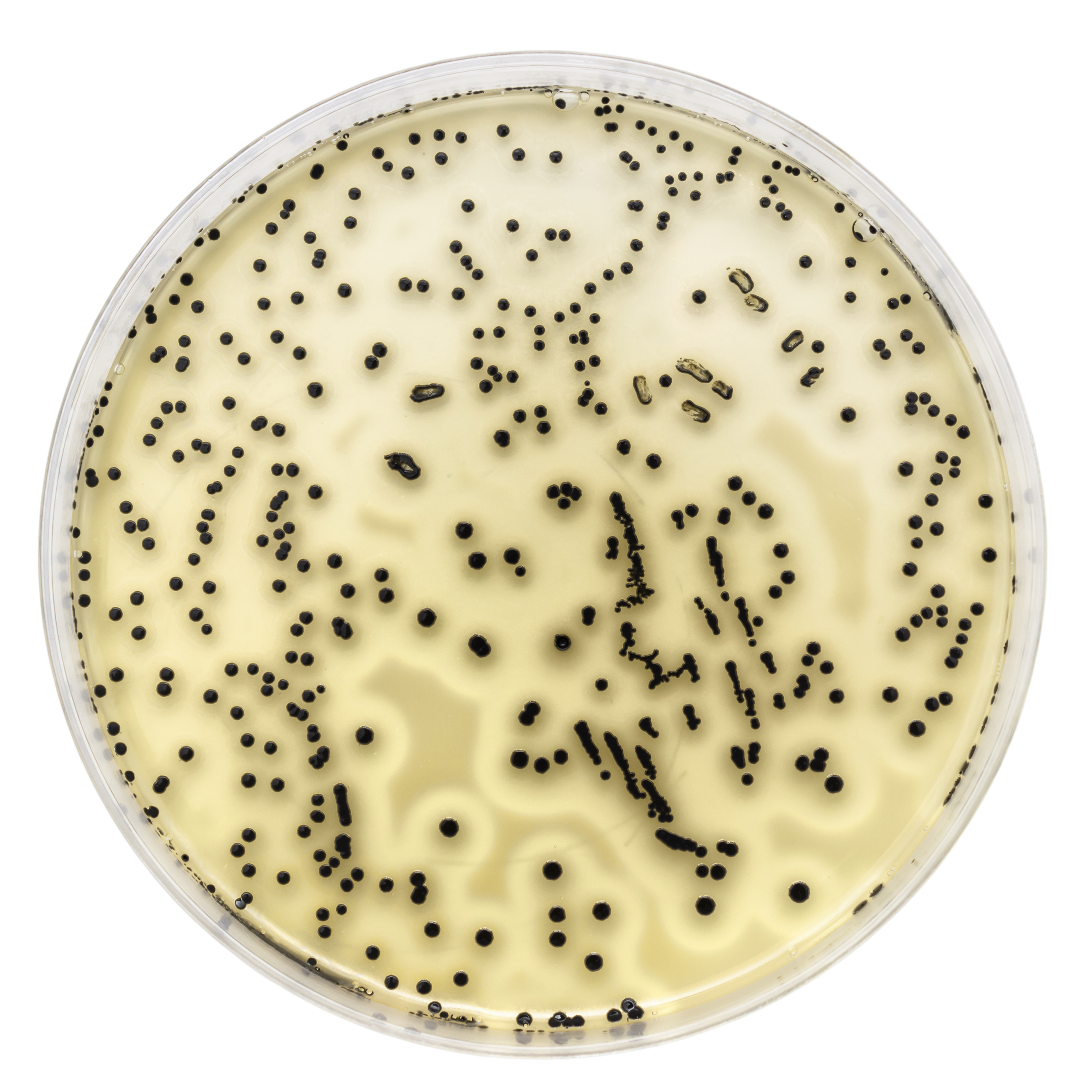 Heterotrophic Plate Count (HPC) in Water per AAMI TIR34:2014, CSA Z314-18